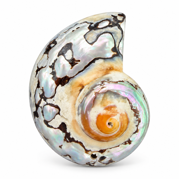 Abalone Pendant